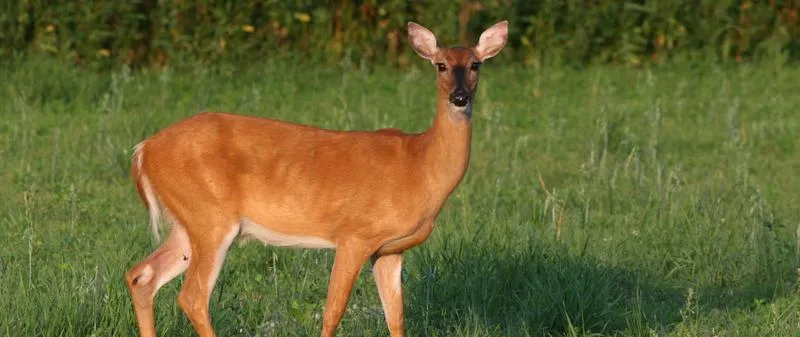 Jakie prędkości osiąga jeleń podczas biegu?