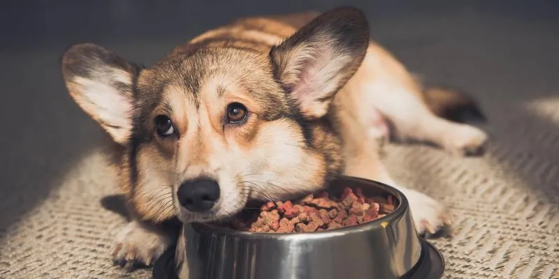 Bieganie psa po posiłku