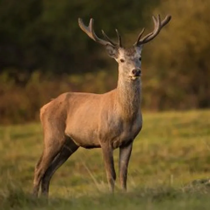 Porównanie prędkości zwierząt leśnych
