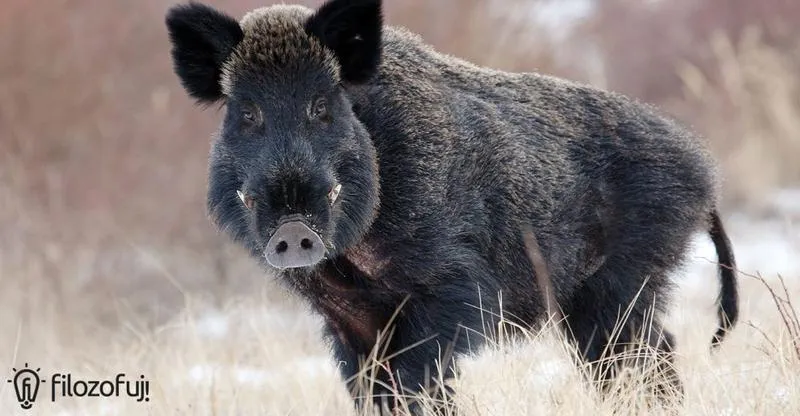 Porównanie prędkości zwierząt leśnych